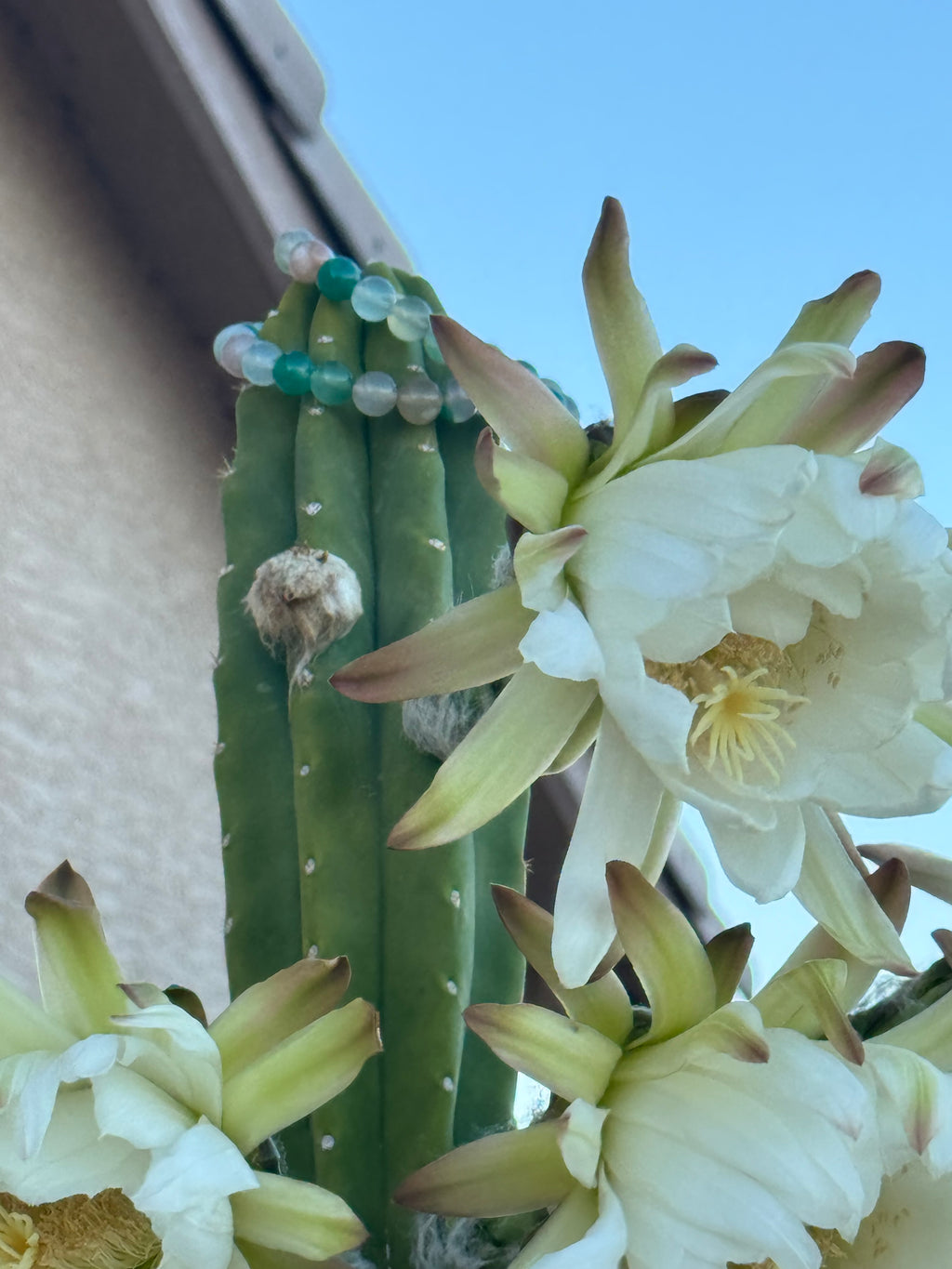 Green Flower Agate - High-Grade Translucent