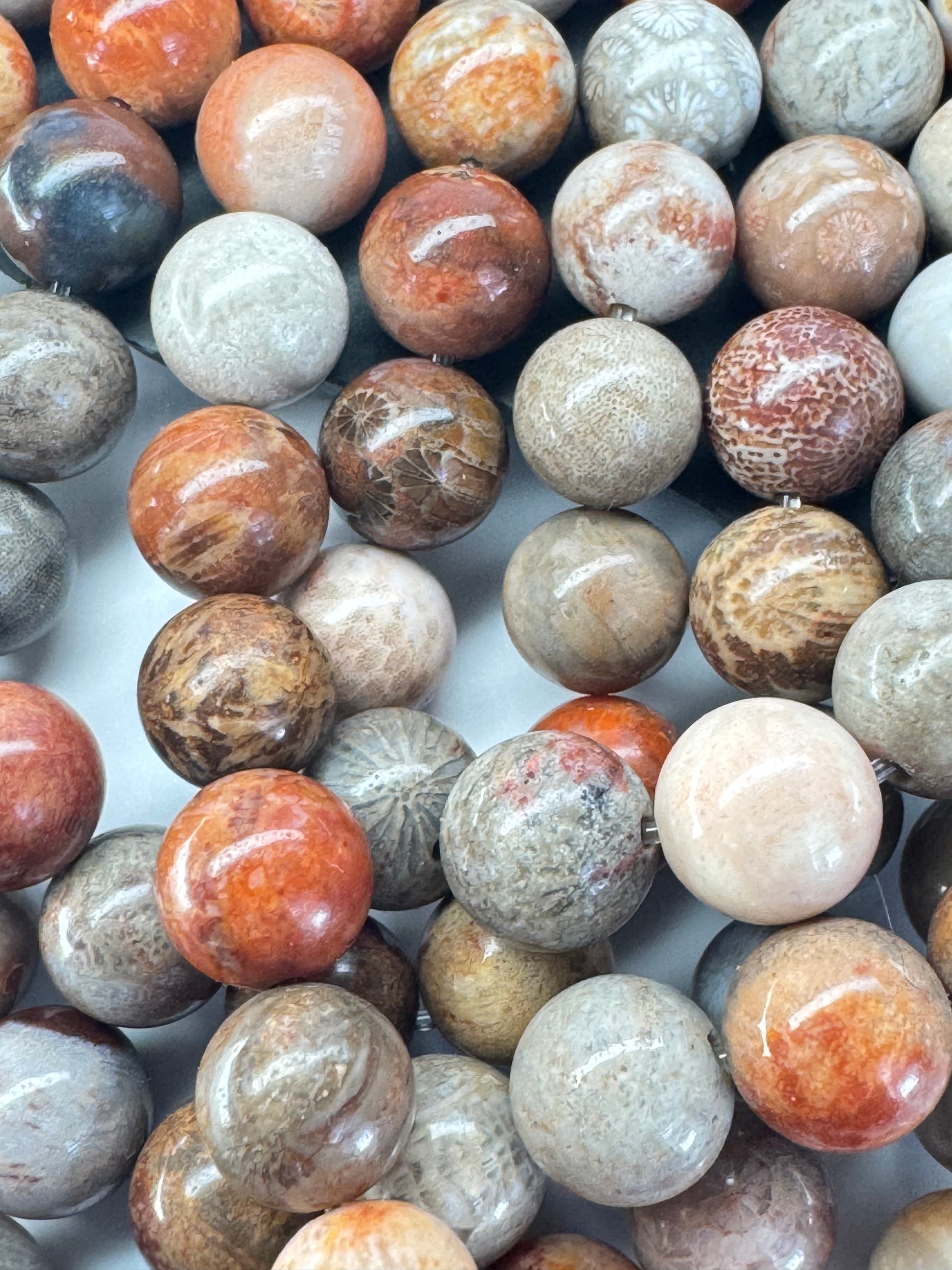 Fossil Coral Agate