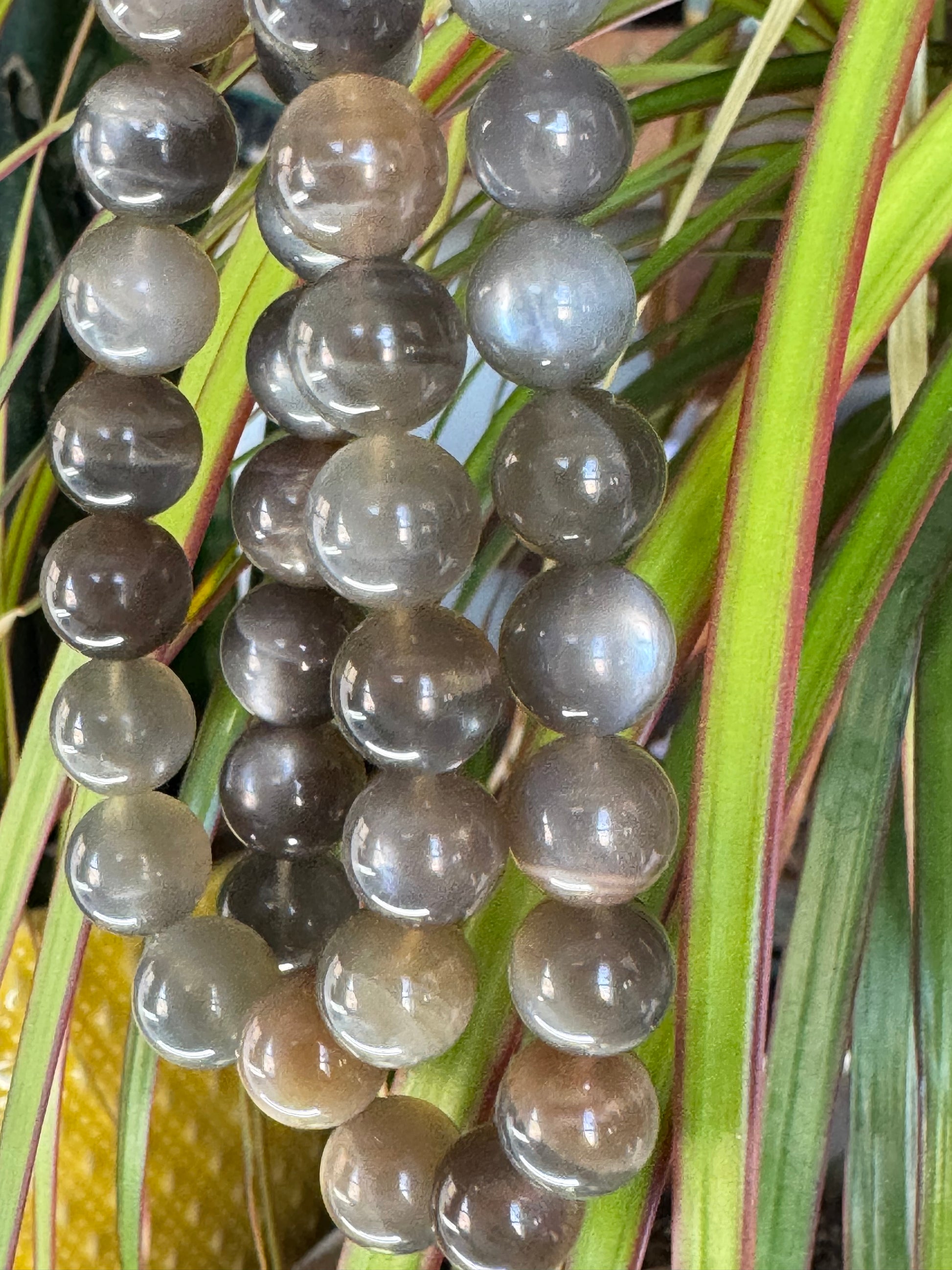 Gray Moonstone - STUNNING QUALITY!