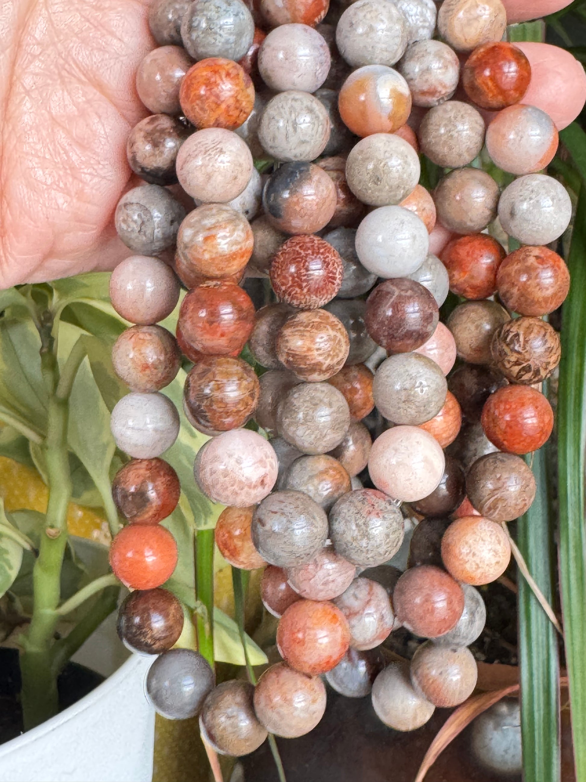 Fossil Coral Agate