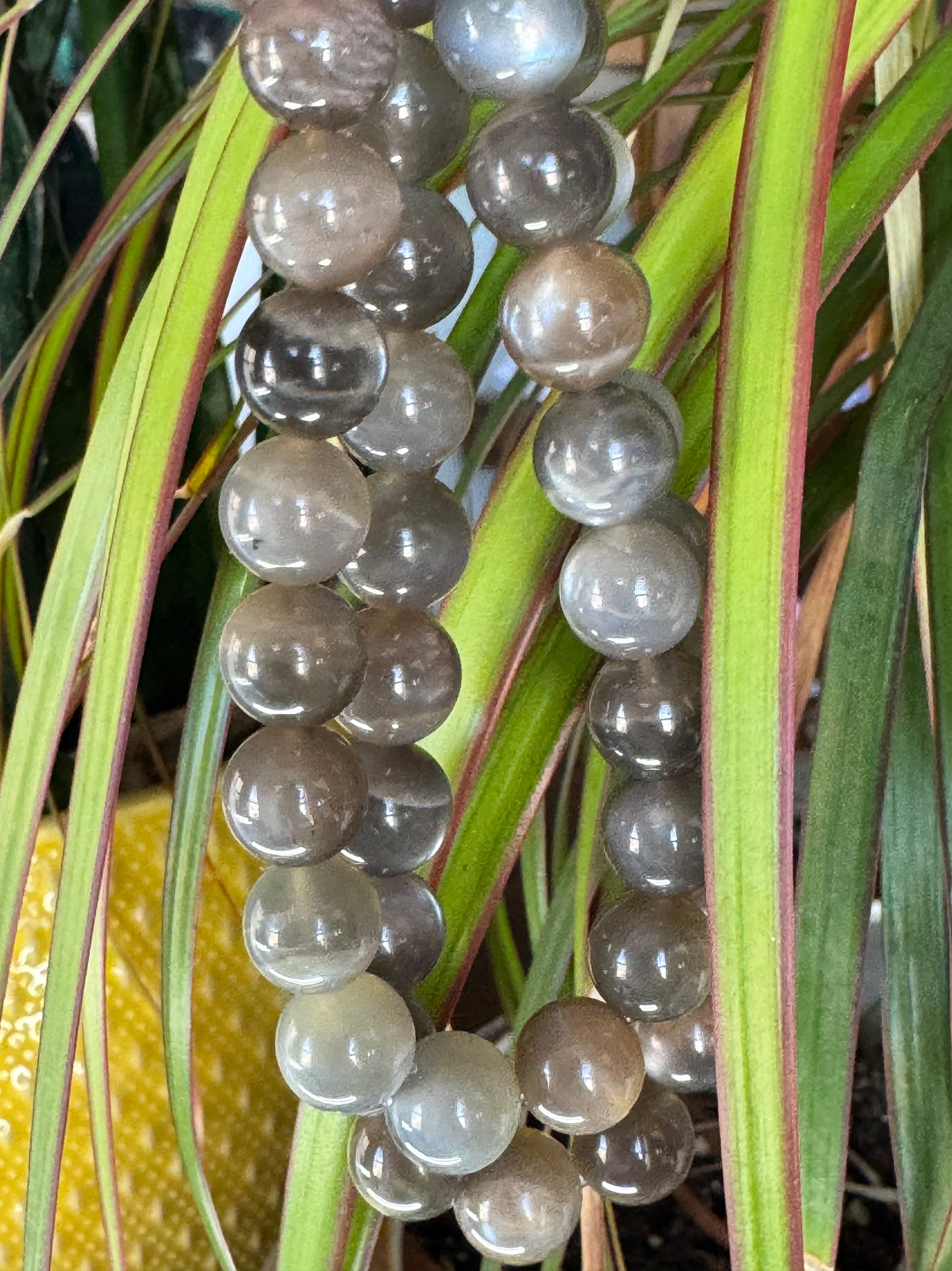 Gray Moonstone - STUNNING QUALITY!