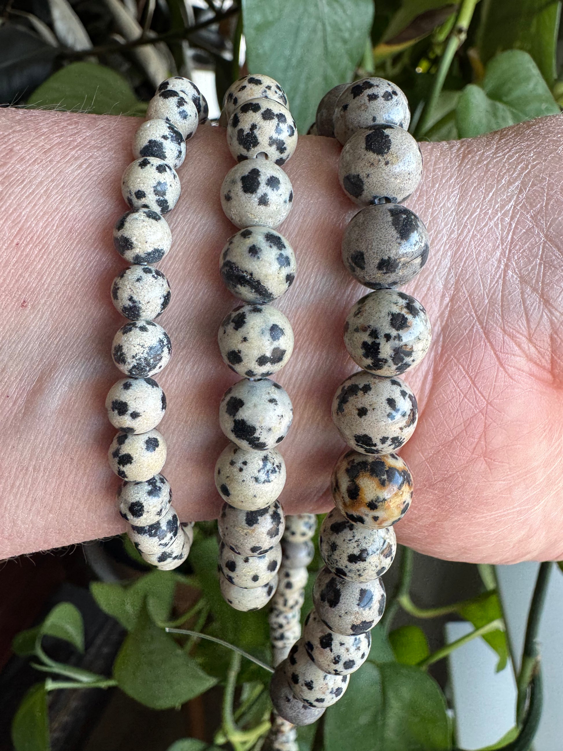 Dalmatian Jasper